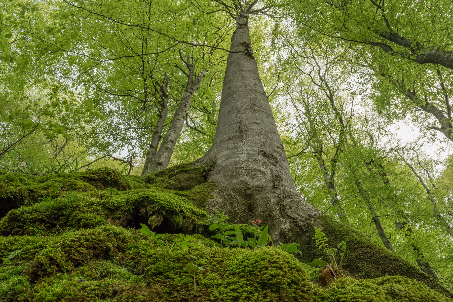 Alte Buche Alte Buche